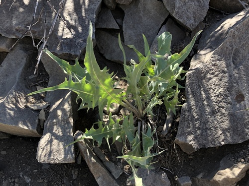 Image of Crepis acuminata by (c) Nicholas Wei, some rights reserved (CC BY-SA)