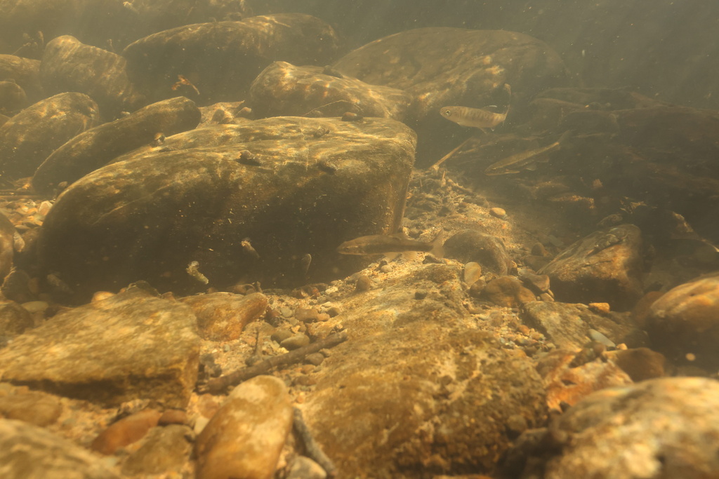 Umpqua dace (Rhinichthys evermanni) — Cyprinidae