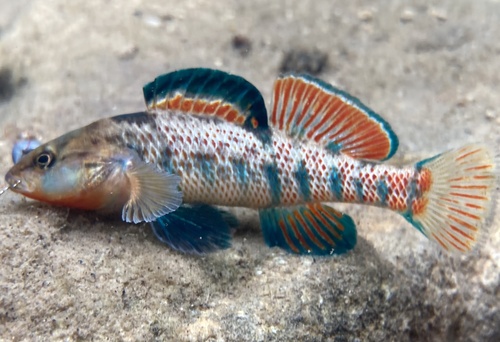 Rainbow Darter