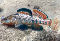 Rainbow Darter photo 3
