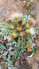 Cirsium quercetorum