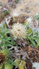 Cirsium quercetorum