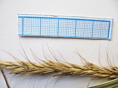 Elymus woroschilowii