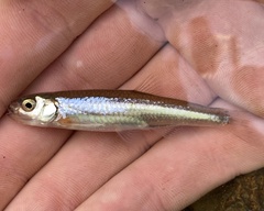 Notropis micropteryx