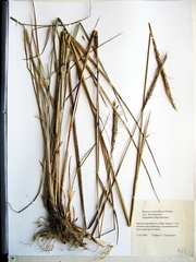Elymus woroschilowii