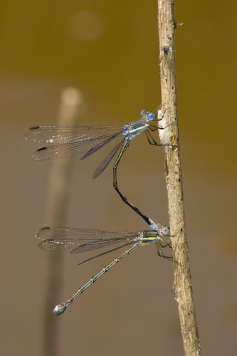 Great Spreadwing