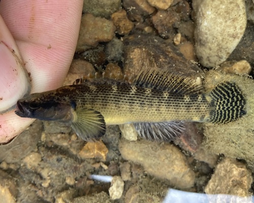 Fantail darter (Etheostoma flabellare) — Percidae — 2