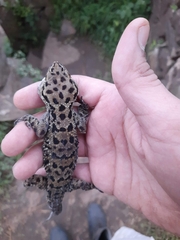 Hemidactylus maculatus