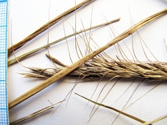 Elymus woroschilowii