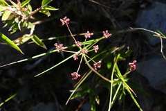 Pimpinella niitakayamensis