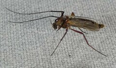 Glyptotendipes testaceus