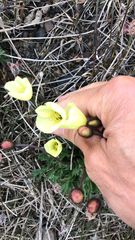 Papaver radicatum