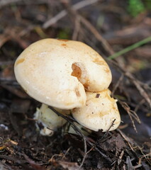 Cortinarius memoria-annae
