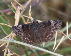 Erynnis lucilius