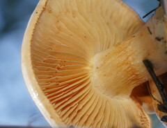 Cortinarius memoria-annae