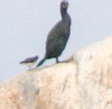 Arenaria melanocephala