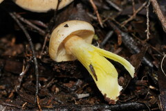 Cortinarius memoria-annae