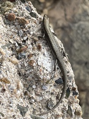 Cryptoblepharus litoralis