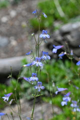 Penstemon griffinii