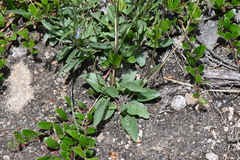 Penstemon griffinii