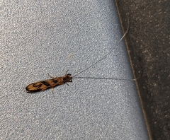 Mystacides interjectus