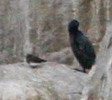 Arenaria melanocephala