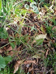 Lepidium desvauxii