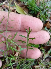 Lepidium desvauxii