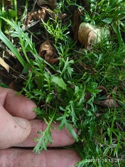 Lepidium desvauxii