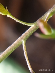 Lepidium desvauxii