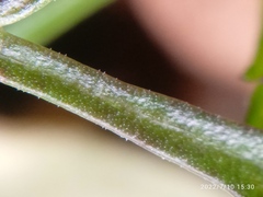 Lepidium desvauxii