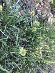 Carex jonesii