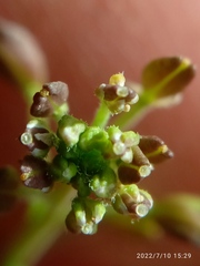 Lepidium desvauxii