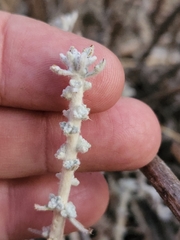 Brickellia nevinii