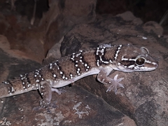 Hemidactylus sahgali