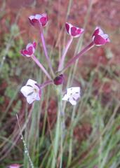 Zaluzianskya elongata
