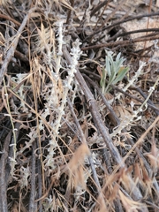 Brickellia nevinii