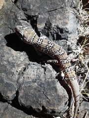 Hemidactylus sahgali