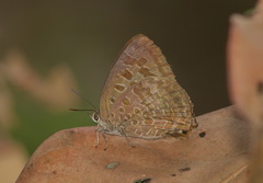 Arhopala hellenore