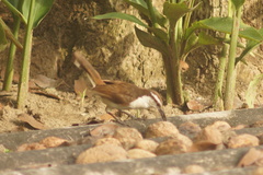 Campylorhynchus griseus