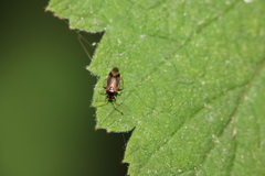 Microtechnites bractatus