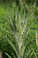 Cirsium foliosum