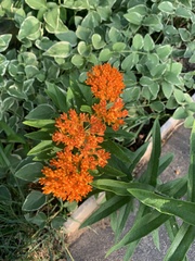 Asclepias tuberosa