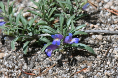 Penstemon crandallii