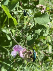 Lytta nuttalli