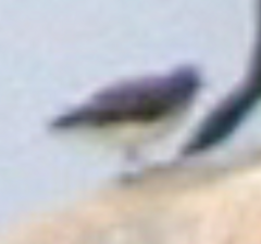 Arenaria melanocephala