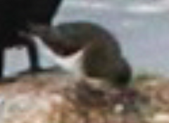 Arenaria melanocephala