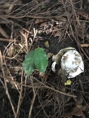 Melicytus ramiflorus