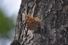 Asterocampa celtis antonia