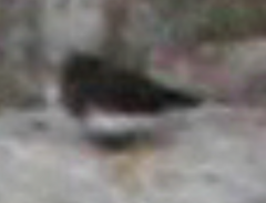 Arenaria melanocephala